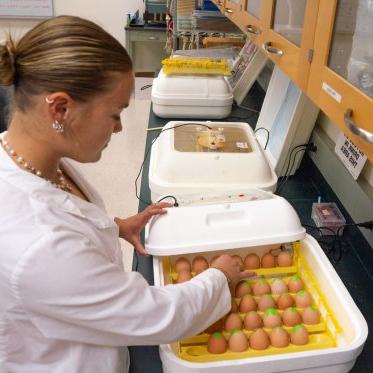 Research student checking incubating eggs in the lab