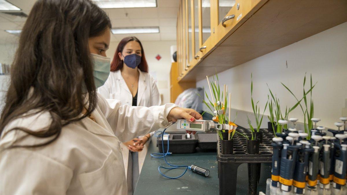 Two students Investigate Plant Viruses in a laboratory
